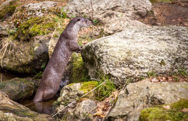doğada Avrupa su samuru