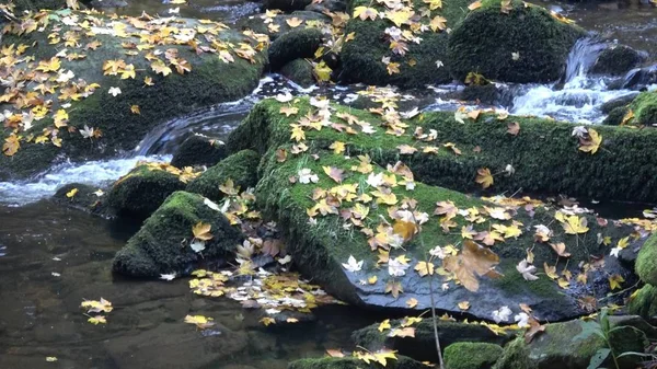 Дикий осенний пейзаж вокруг ручья Соссбах в Баварском лесу — стоковое фото