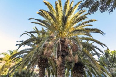 Güzel günbatımı arka planında palmiye ağaçları