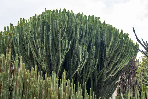 Detailní pohled na legitimaci Cactus — Stock fotografie
