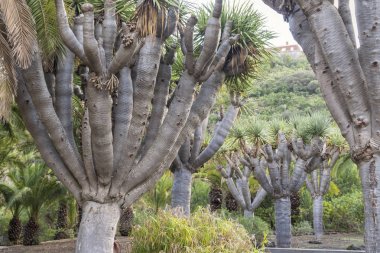 Gran Canaria içinde Dracaena draco (Drago veya Ejder ağacı)
