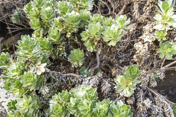 Asteriscus sericeus — Stock Fotó