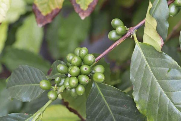 Coffee plant with green beans