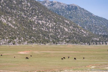 Türkiye'de Toros Dağları Plato
