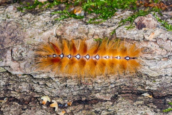 Fluffy yellow-red caterpillar Acronicta aceris — Stock Photo, Image