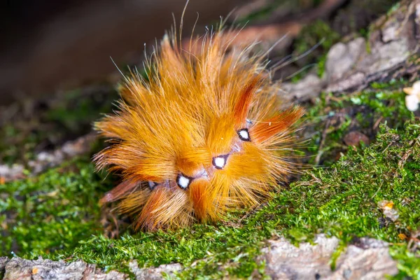 Fluffy yellow-red caterpillar Acronicta aceris curled ring — Stock Photo, Image