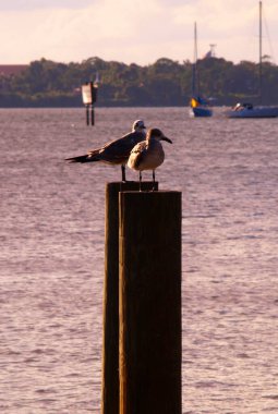 İki martı tahta direklerde nöbet tutuyor.