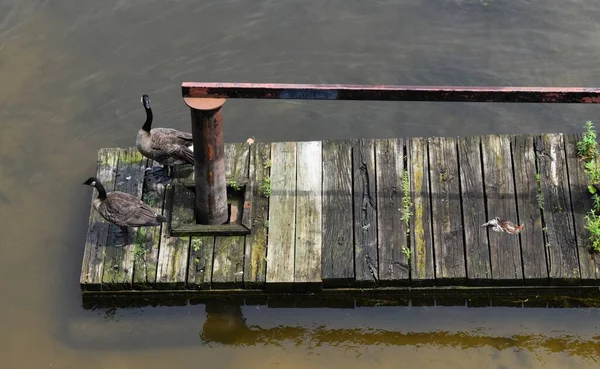 Two Ducks Standing Patiently Docking South Bend Indiana — Stock Photo, Image