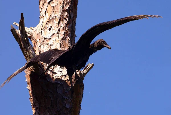 Vulture Sur Point Envoler Arbre — Photo