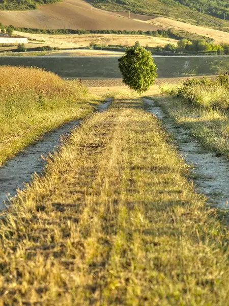 Vertical View Tree Standing Alone Bend Road Countryside Region Pamplona — Stock Photo, Image