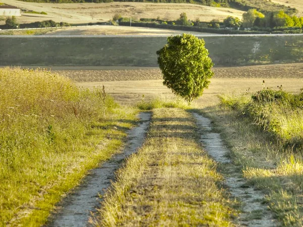 Вид Одинокое Дерево Обочины Дороги Сельской Местности Недалеко Памплоны Испания — стоковое фото