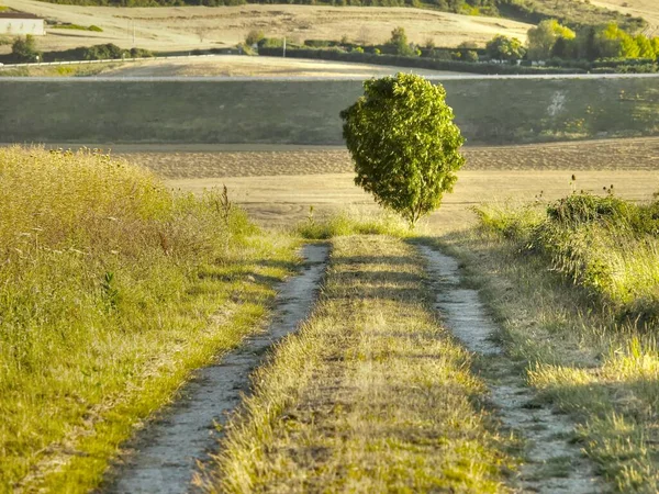 Vue Horizontale Cet Arbre Solitaire Par Virage Route Dans Une — Photo