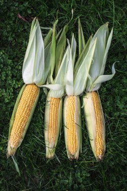 Yeşil çimenlerin üzerinde ham Mısır