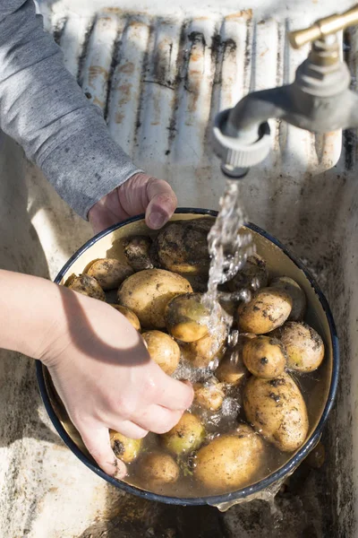 Lave batatas no jardim em casa — Fotografia de Stock