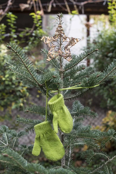 Winter green gloves on fir
