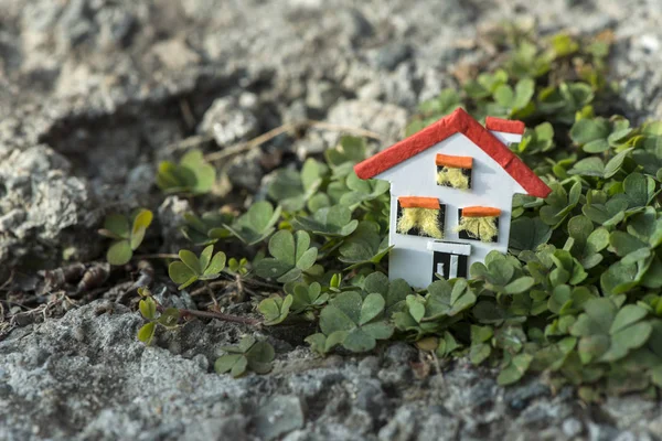 집 모델 및 녹색 식물 — 스톡 사진