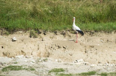 Leylek yeşil çayır üzerinde