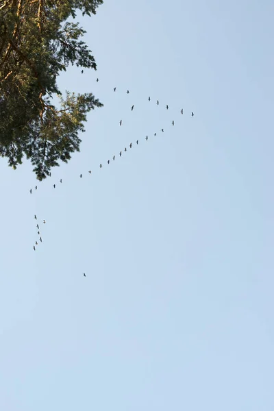 Stol de păsări pe cerul albastru — Fotografie, imagine de stoc