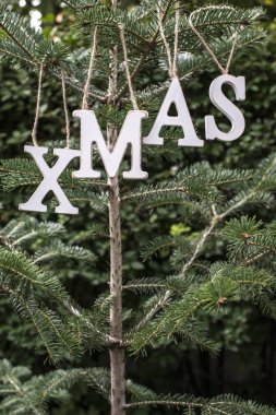 Word Xmas üzerinde köknar ağacı.