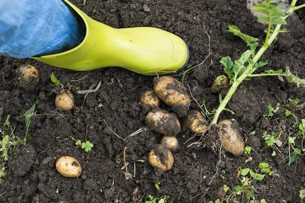 Рытье спелого картофеля — стоковое фото
