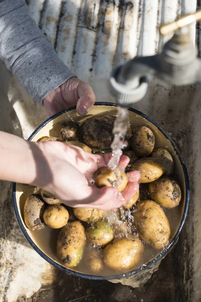 Wassen van aardappelen in huis Tuin — Stockfoto