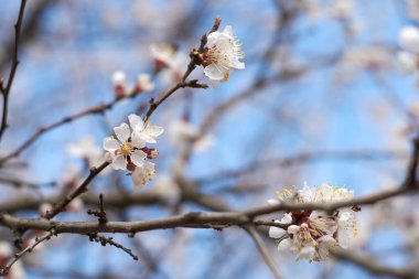 Nisan ayında kayısı çiçekleri açar. Yakın çekim.