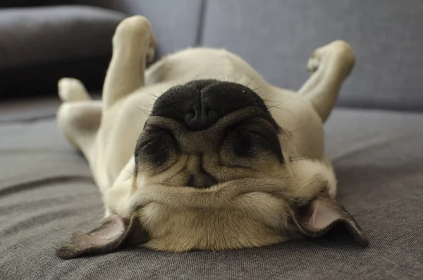 Милый Мопс Породы Собак Лежащий Диване — стоковое фото