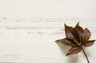 Metin için yer ile beyaz arka plan üzerinde yabani üzüm yaprakları