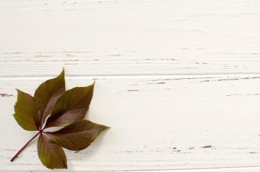 Metin için yer ile beyaz arka plan üzerinde yabani üzüm yaprakları