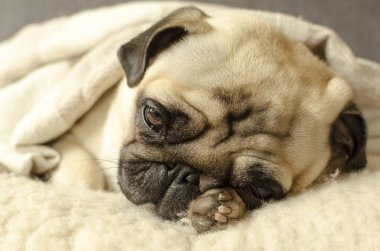 küçük boksör yün yastık uyku ve başının altına bir pençe tutar