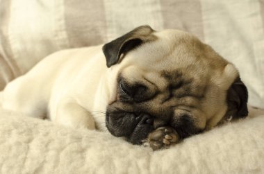 küçük boksör yün yastık uyku ve başının altına bir pençe tutar