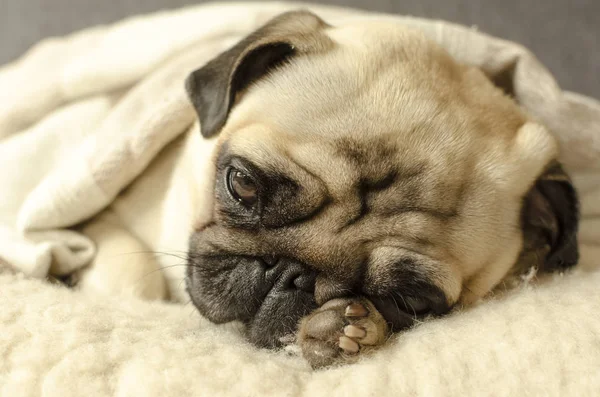 küçük boksör yün yastık uyku ve başının altına bir pençe tutar