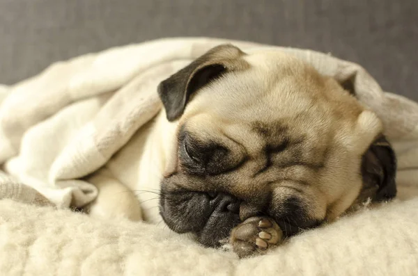 küçük boksör yün yastık üzerinde uyuyan ve bir pençe altında tutar