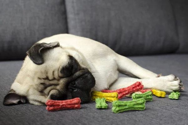 Симпатичная маленькая собачка-мопс спит рядом с цветными костями — стоковое фото