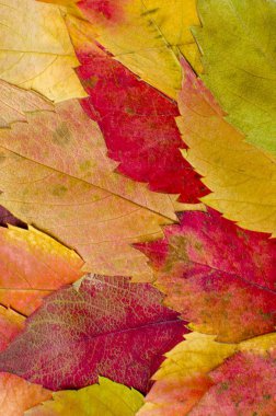 Arka plan renkli kuru sonbahar yaprakları