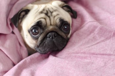 Pembe battaniye sarılı sevimli köpek doğurmak pug