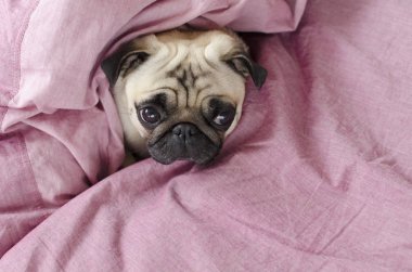 Pembe battaniye sarılı sevimli köpek doğurmak pug