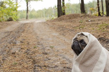 Sevimli köpek doğurmak pug sonbahar orman battaniyeye sarılmış