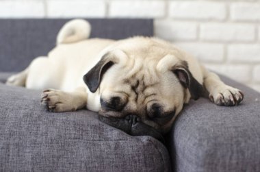 Yastıklar üzerinde yalan ve düz görünümlü küçük sevimli köpek doğurmak pug