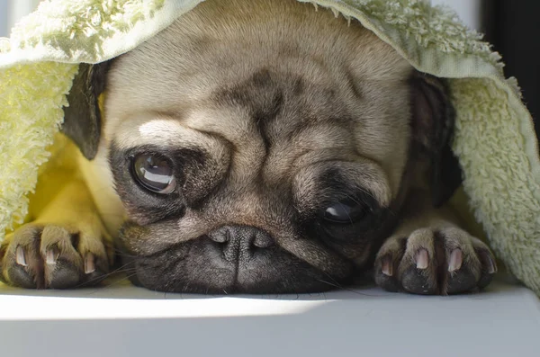 Muito triste cão pequeno raça pug deitado sob toalha e moldando — Fotografia de Stock