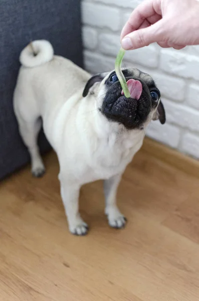 Dog breed pug eating jelly worm — Stock Photo, Image