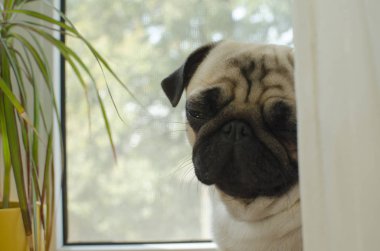 Üzgün köpek pug vasıl belgili tanımlık pencere