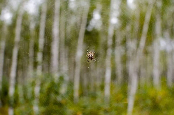Örümcek ve orman onun net — Stok fotoğraf