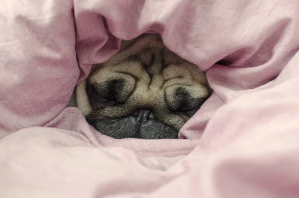 Собачья порода мопса, завернутая в одеяло — стоковое фото