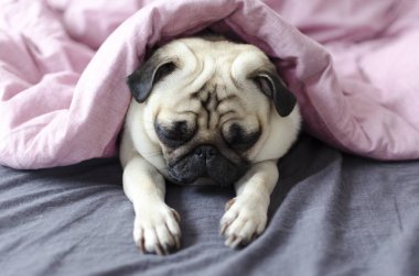 Pembe battaniye altında köpek doğurmak pug