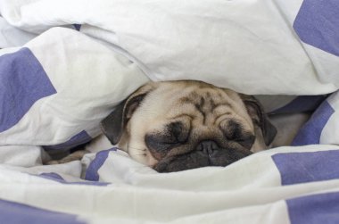 Sevimli küçük köpek doğurmak pug pug uyuyor içinde kötü