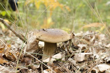 sonbahar ormandaki beyaz mantar