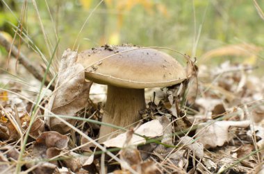 sonbahar ormandaki beyaz mantar