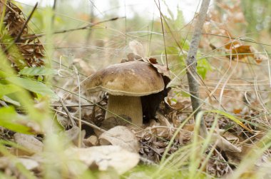 sonbahar ormandaki beyaz mantar