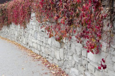 Vahşi üzüm ile kaplı taş eski duvar